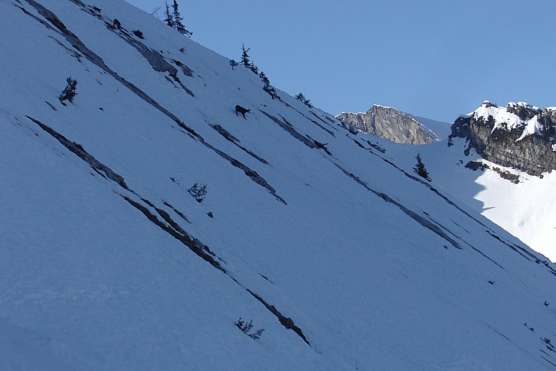 Mont Rachais : Un peu de faune locale