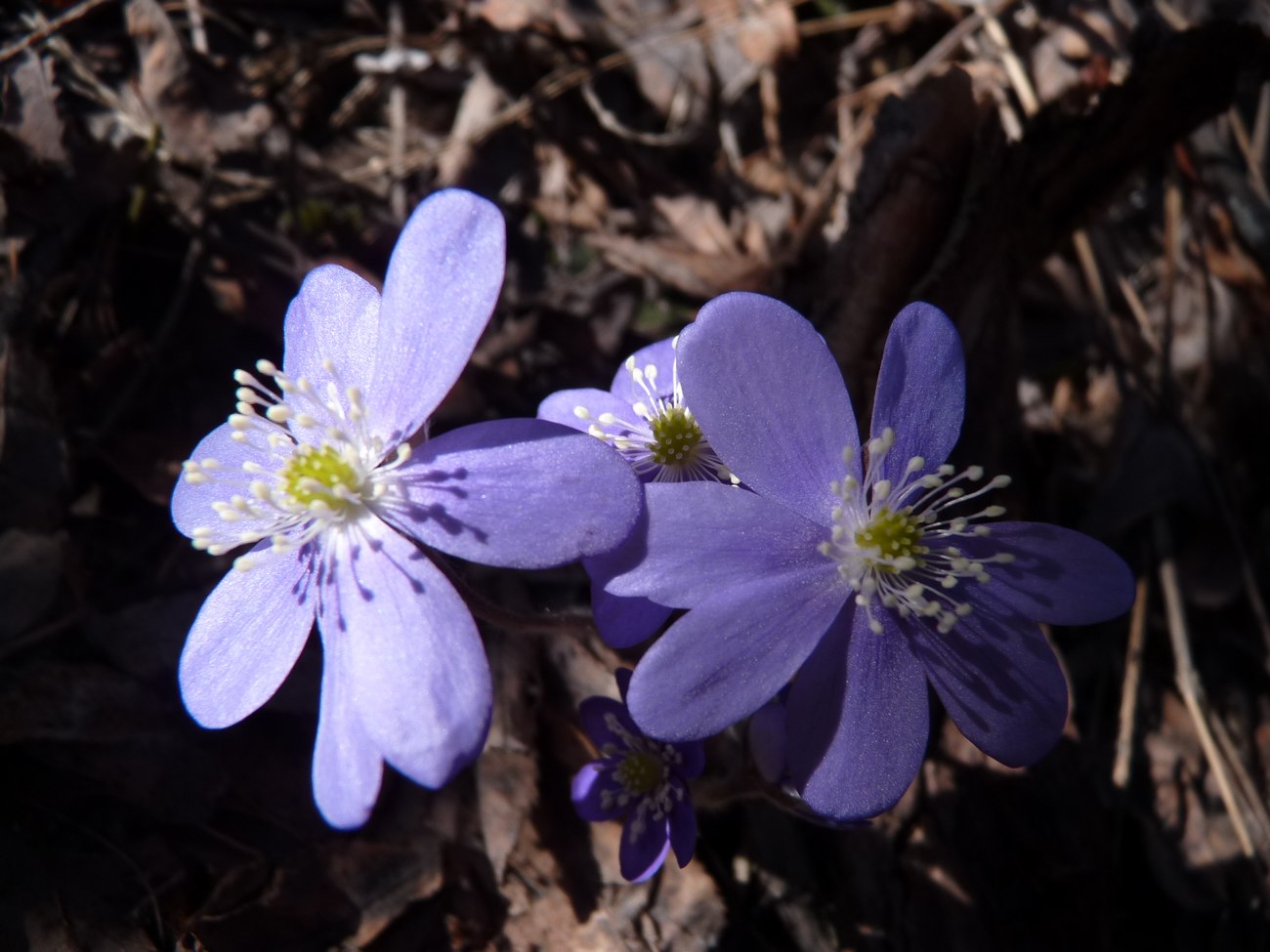 Un petit peu de sérénité : C'est beau le printemps !