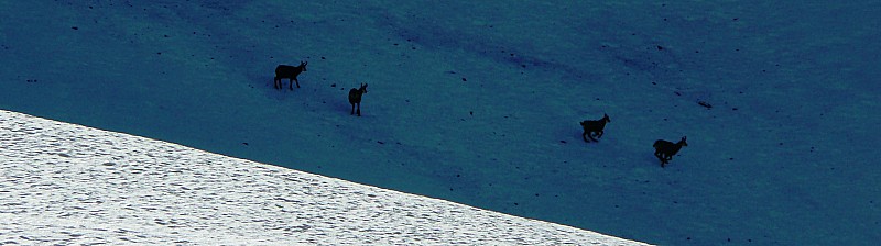 Pas tous seuls ... : Environ 10 chamois nous précèdent