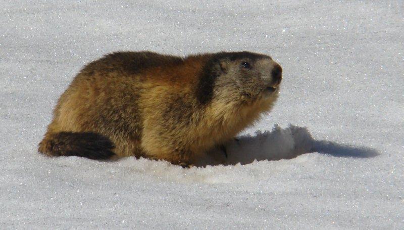 Dame Marmotte s'eveille : bien placide par ici.
1er avril, c'est bien le printemps.