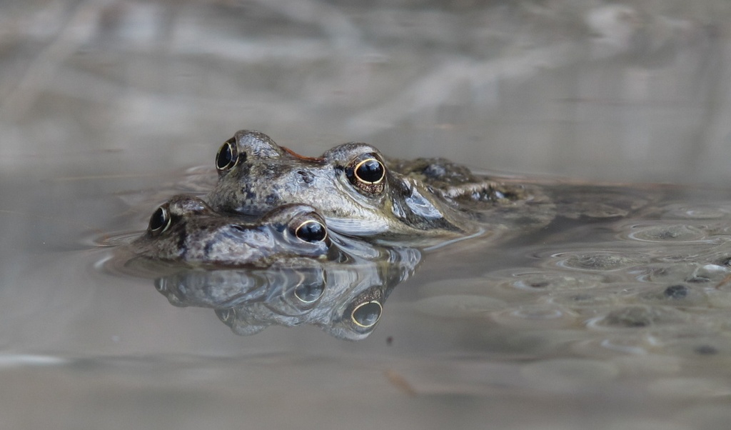Monstre à deux têtes : C'est le printemps, les grenouilles niquent...