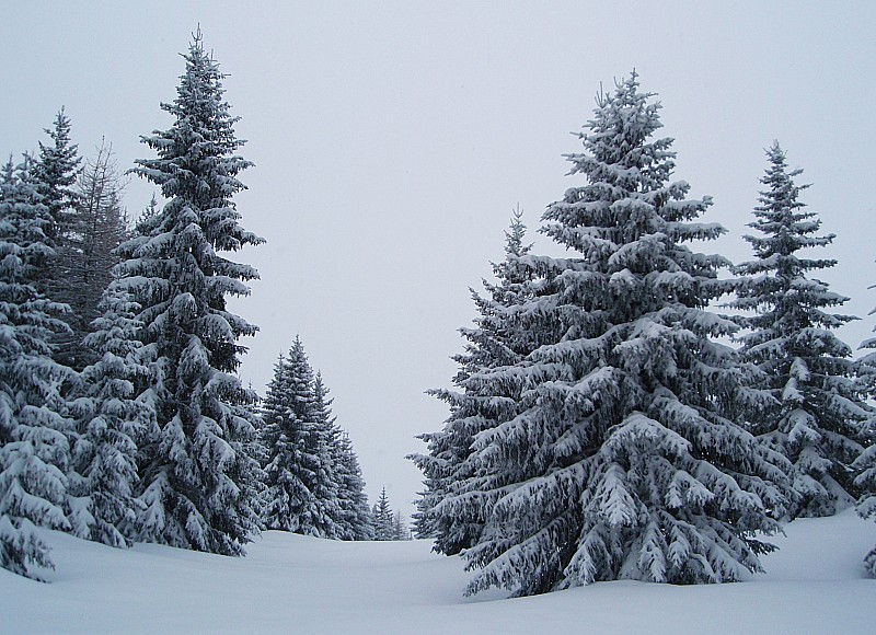 Grand Nord : Comme revenus en hiver
