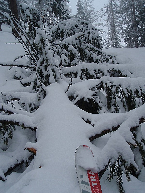 Ski sanglier : Ski sanglier par moments pour remonter... Ici un sapin tombé récemment, qui pourtant semblait sain