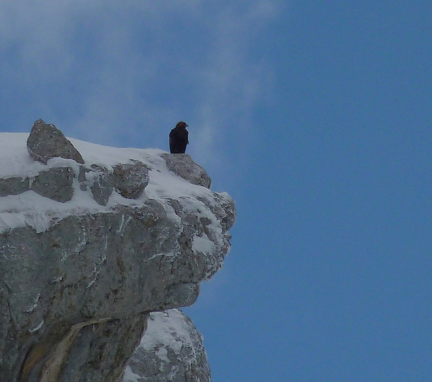 Dent de Crolles : Jeune aigle