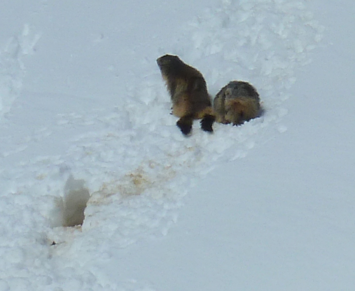 Mesdames les marmottes : Pas bien grasses à la fin de l'hiver