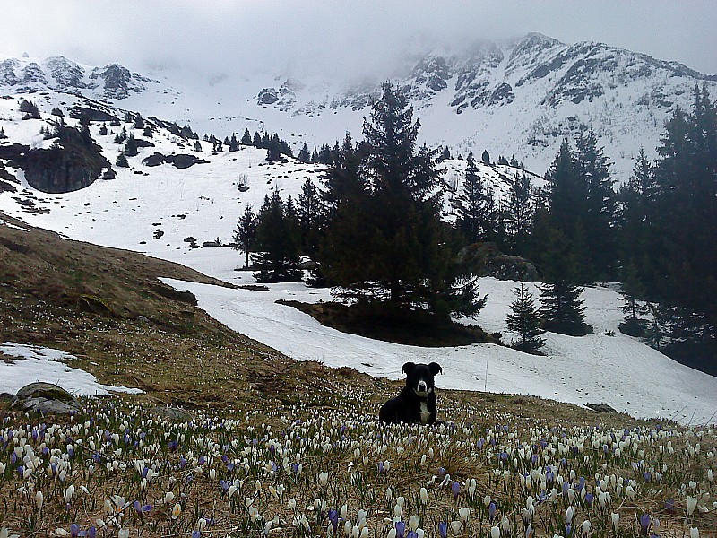 Dent de Bédina : on fini sur les crocus