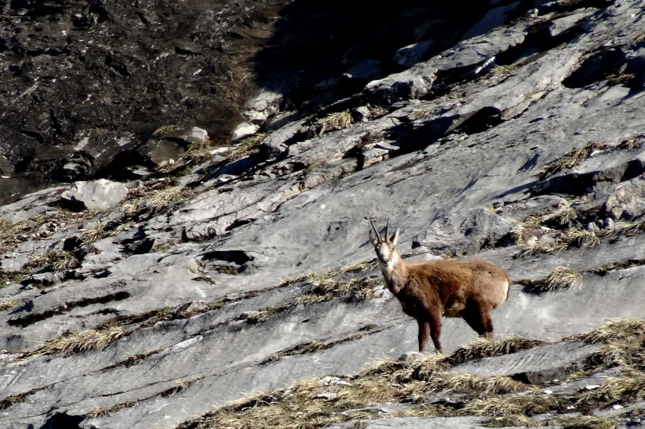 On nous observe : La faune est abondante dans le vallon.