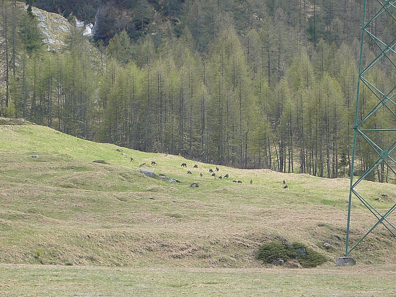 troupeau de chamoix