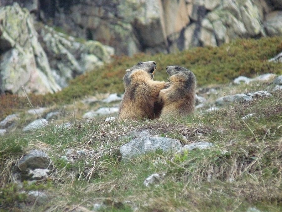 Combat de marmottes