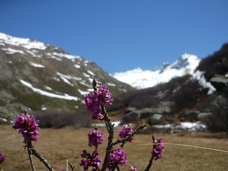 regardez comment croissent les : lis des champs personne n'est vétu comme eux...
Beauté de la nature...
