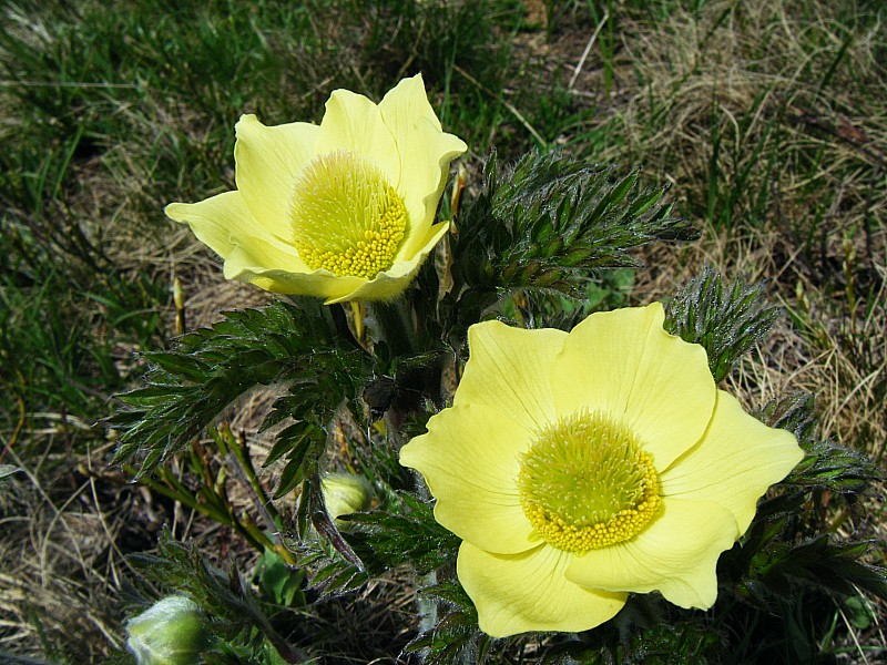 anémones soufrées : fleurs printanières
