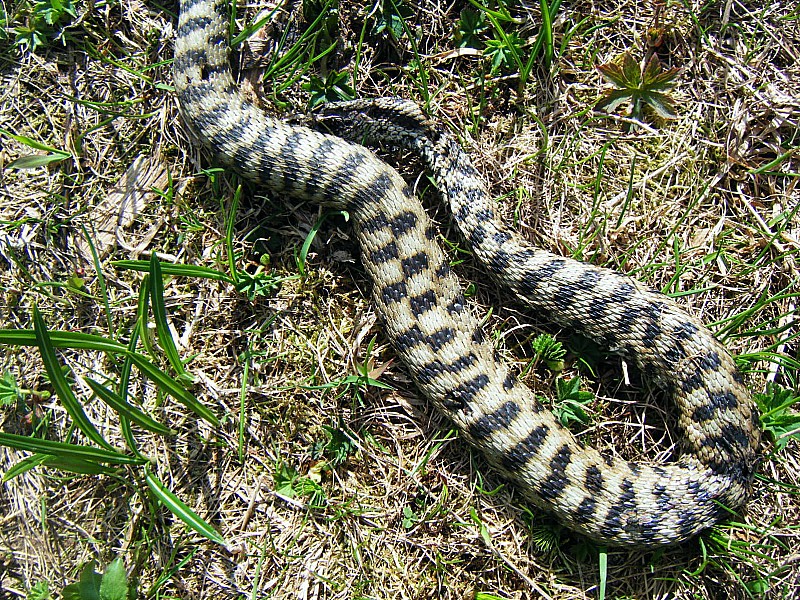 serpent : paix à son âme - espèce non identifiée
