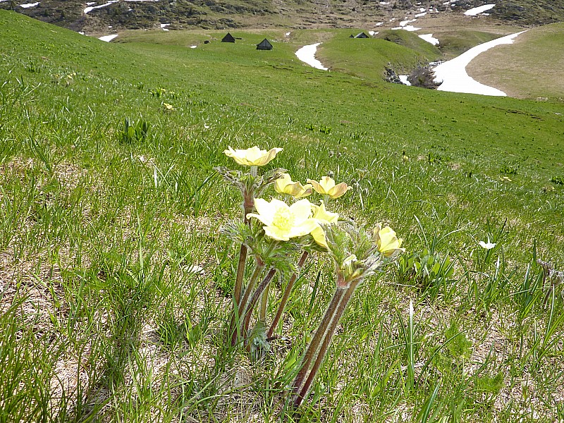 Alpage Suet : Anémone soufrée