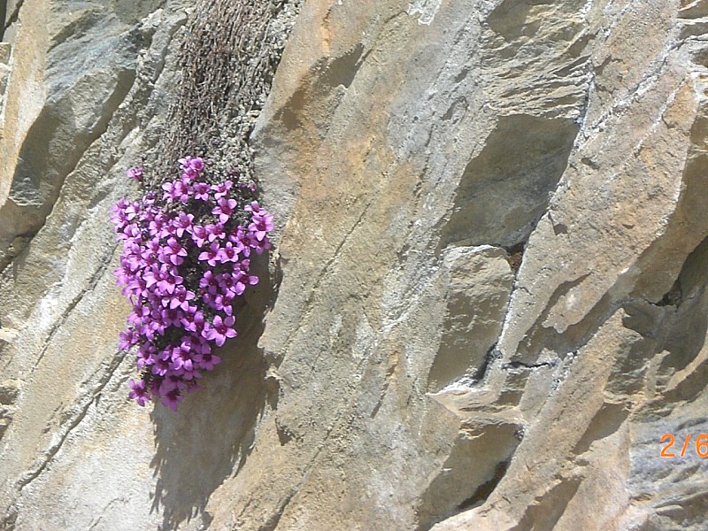 Pic d'Asti : défi de la nature: roche, verticalité et vie...