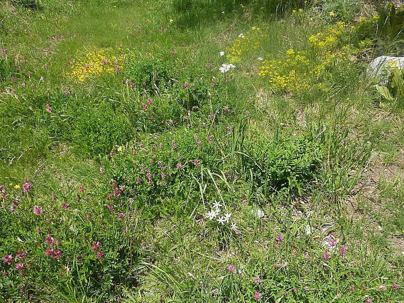 Lanslevillard : Un beau tapis de fleurs