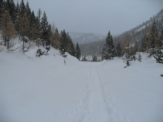 Chemin du Bletonet : couvert ce matin, petite chute de neige, mais l'enneigement est pas mal!