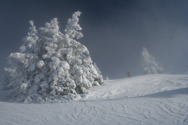 en montant au dôme d'Arguille : c'est beau des arbres chargés de neige ...