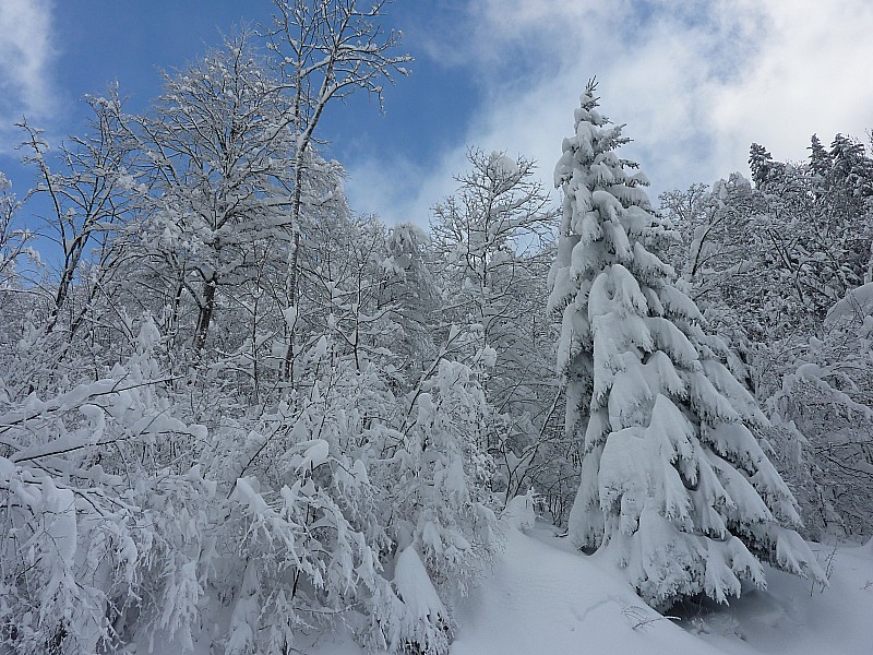 #1 végétation baujue : Bien chargée... végétation baujue : Bien chargée...