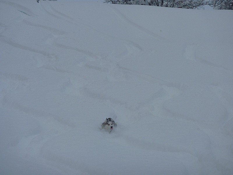 #4 Niouk : Essaie tant bien que mal de surnager... Niouk : Essaie tant bien que mal de surnager...