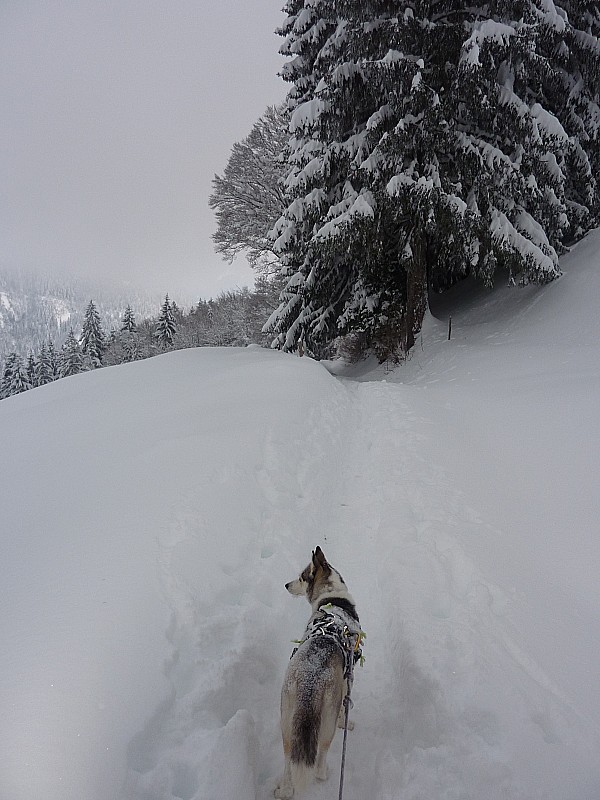 #7 Le bonheur de Niouk : Retrouver une trace... Le bonheur de Niouk : Retrouver une trace...