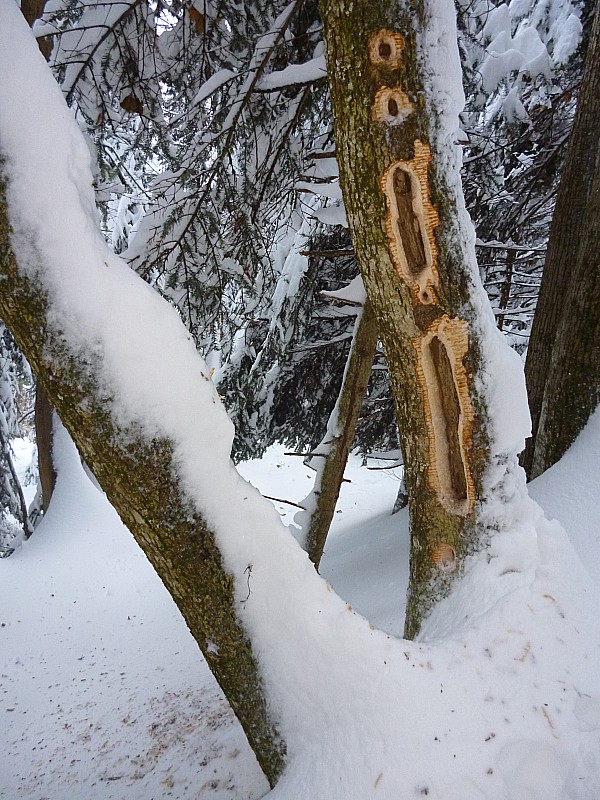 Festin : Aujourd'hui, un pic s'en est donné à coeur joie!