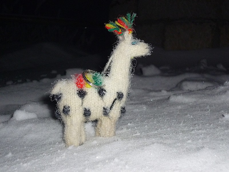 alpaga : il est content quand je le sors.