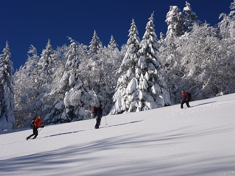 dans les champs : Avant la partie bucheronnage, on suit une grosse trace de sanglier (eux, ils se posent pas de question et monte drêt dans le pentu...)
