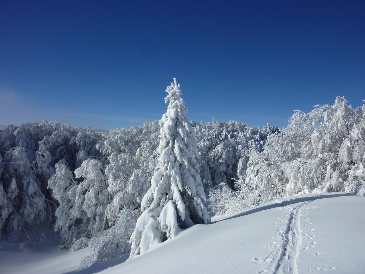 Forêt du Sommet : Encore un peu de neige et ce sera terrible pour les arbres!