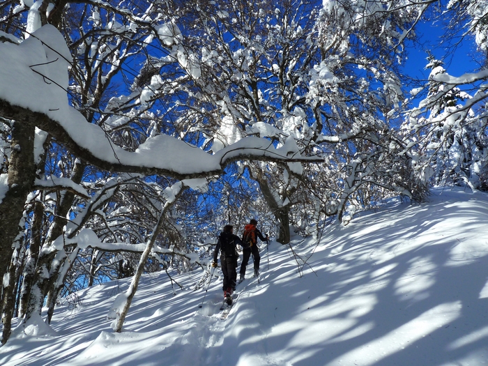 Rochers de Chalves : Une forêt assez féerique avec cette chantilly.
