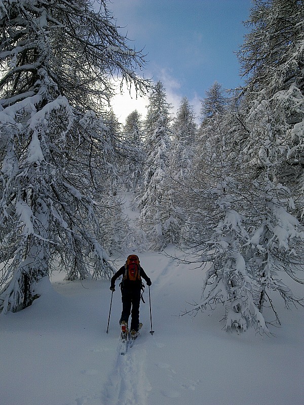 Fouran 18.12 : La trace s'arrêtait avant la sortie du bois.