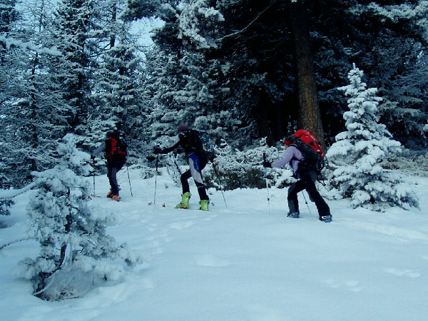 La montée par la forêt : Skitouriens à la queue leu leu...