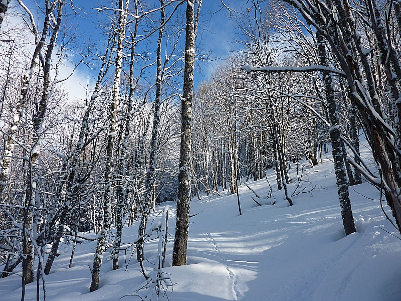 forêt : un petit retour de l'hiver