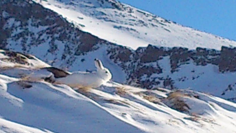 Lièvre : Le zoom de mon smartphone n'est pas top mais le lièvre était assez proche !