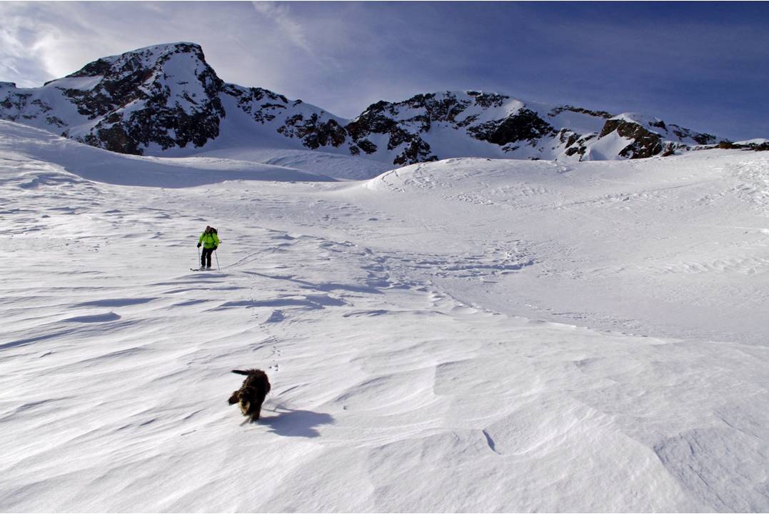 Innominato à la descente : C'est que ce petit chien est aussi efficace à la descente qu'à la montée!!! Il adore la neige tôlée (lui!!!) qui lui procure une super portance.