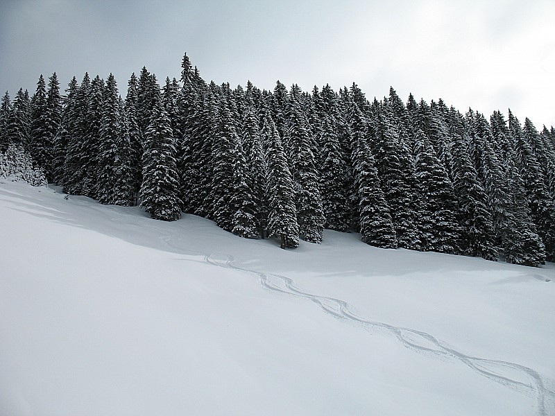 combe des Foges : Fin de la jolie poudre... La piste est en bonnes conditions jusqu'en bas, un peu râpée dans les derniers virages.