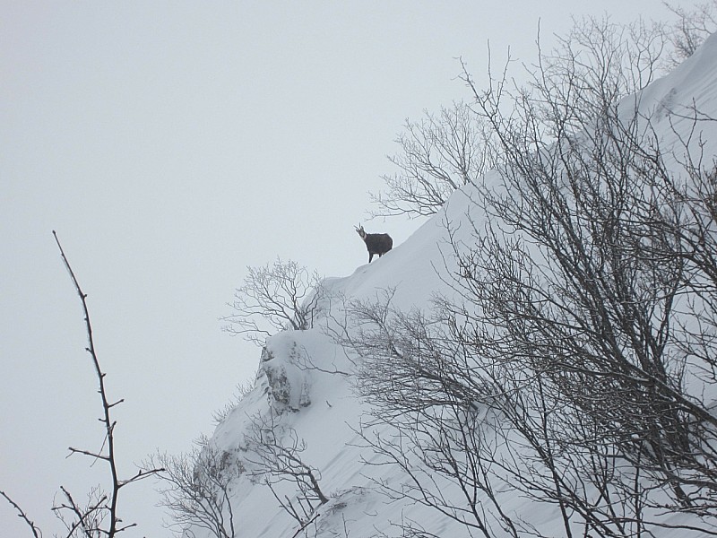 chamois : sous le vent  surveillant
