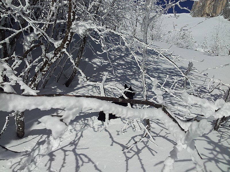 période glaciaire : il convient de regarder la neige sur la branche et non le chien affalé en arrière plan