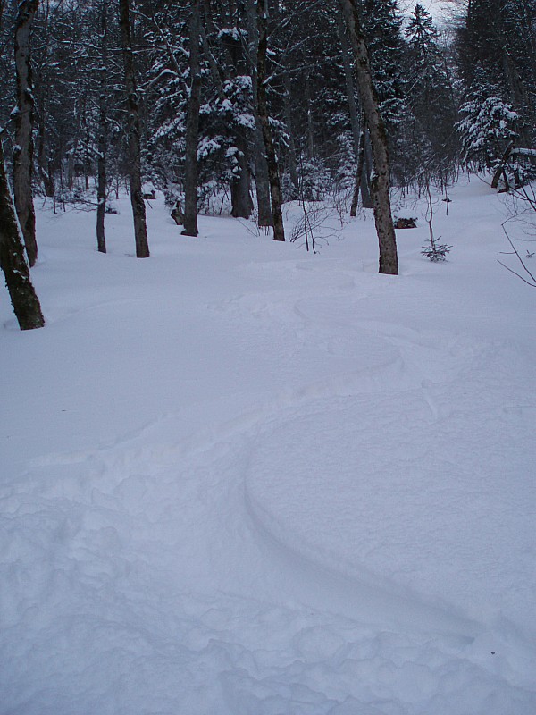 Forêt : Bon ski dans le haut de la forêt mais en bas ça touche...