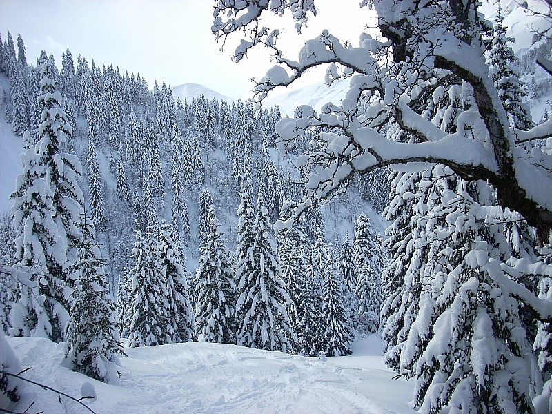 #6 Paysage : Forêt pétrifiée Paysage : Forêt pétrifiée