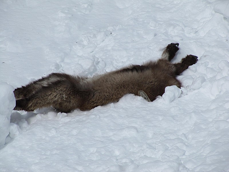 La montagne est impitoyable : pour tous. Un moment d'inattention? le pauvre Bouquetin a dévissé... Le reste du troupeau était 80m plus haut dans la falaise essayant de descendre très lentement.
