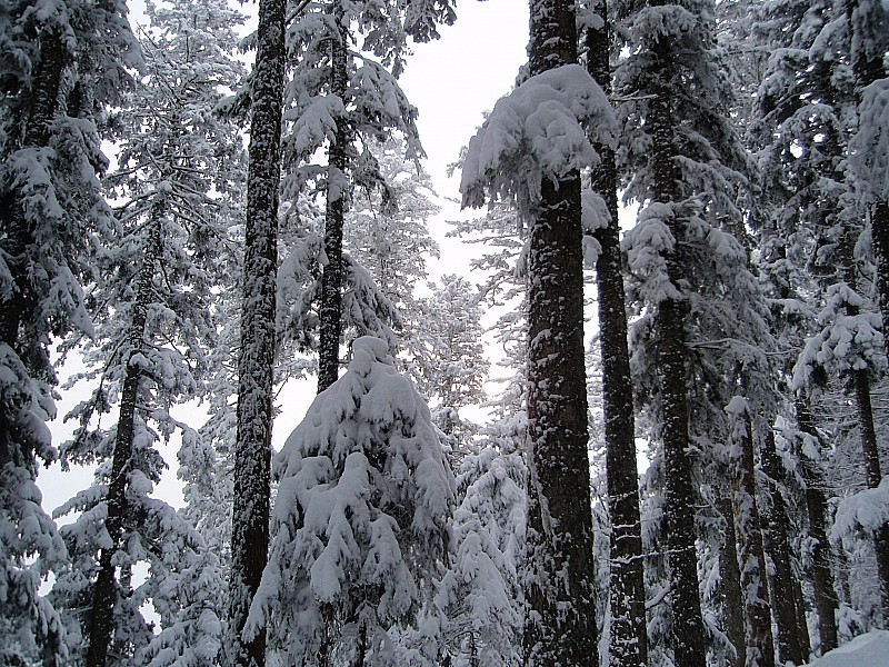 Montée du Planil : Belle forêt - un peu trop dense pour le ski...