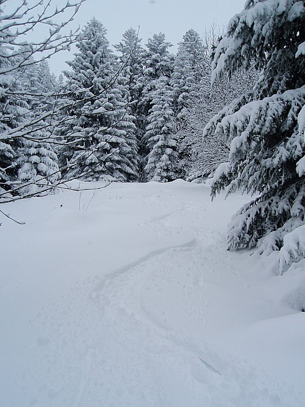 Descente bois du Boeuf : Belles clairières - bien plus skiable que côté Planil...
