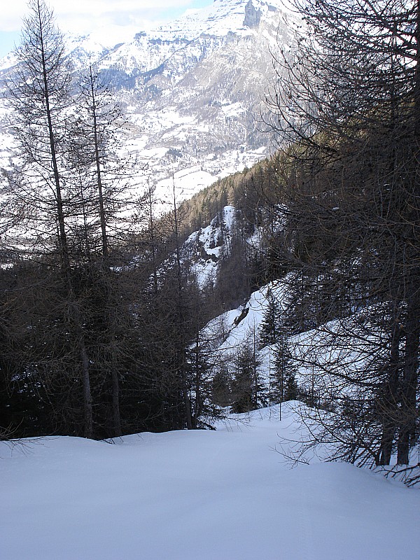 même secteur en forêt : et vierge de tout passage, pour l'instant...