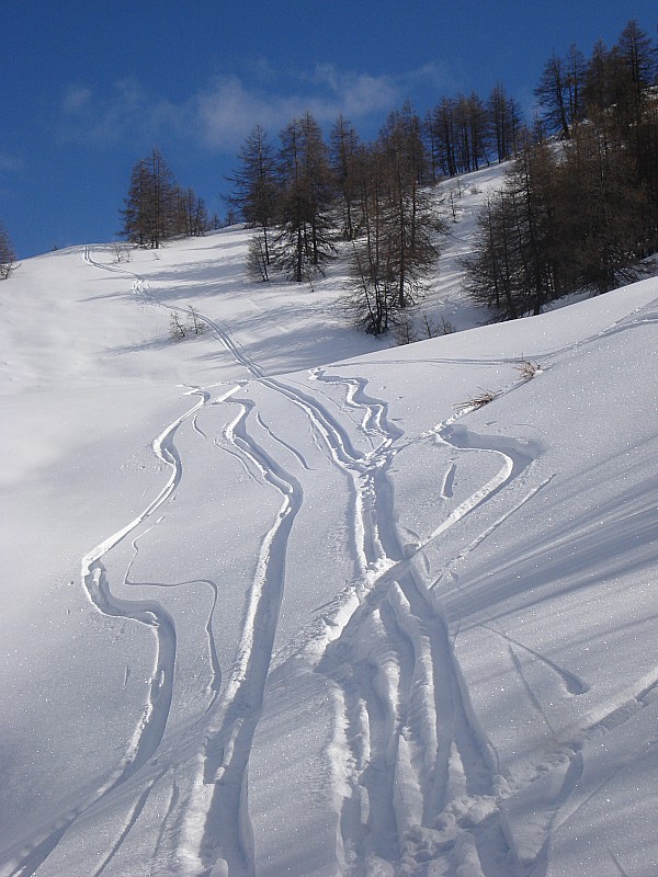 dans la forêt : seules qq traces de la veille perturbent ma sortie!!!