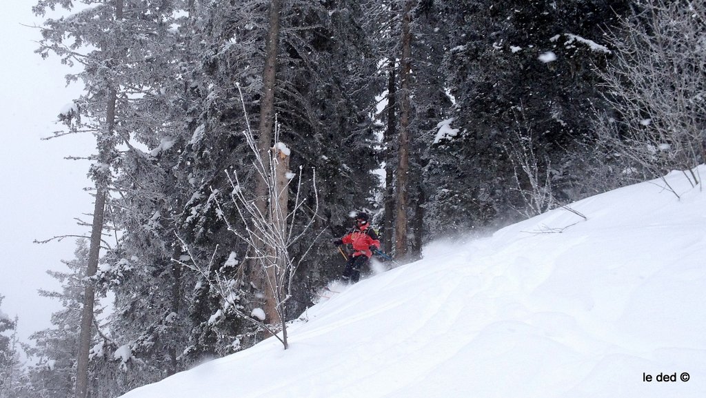 Forêt : le meilleur moment de ski de la journée