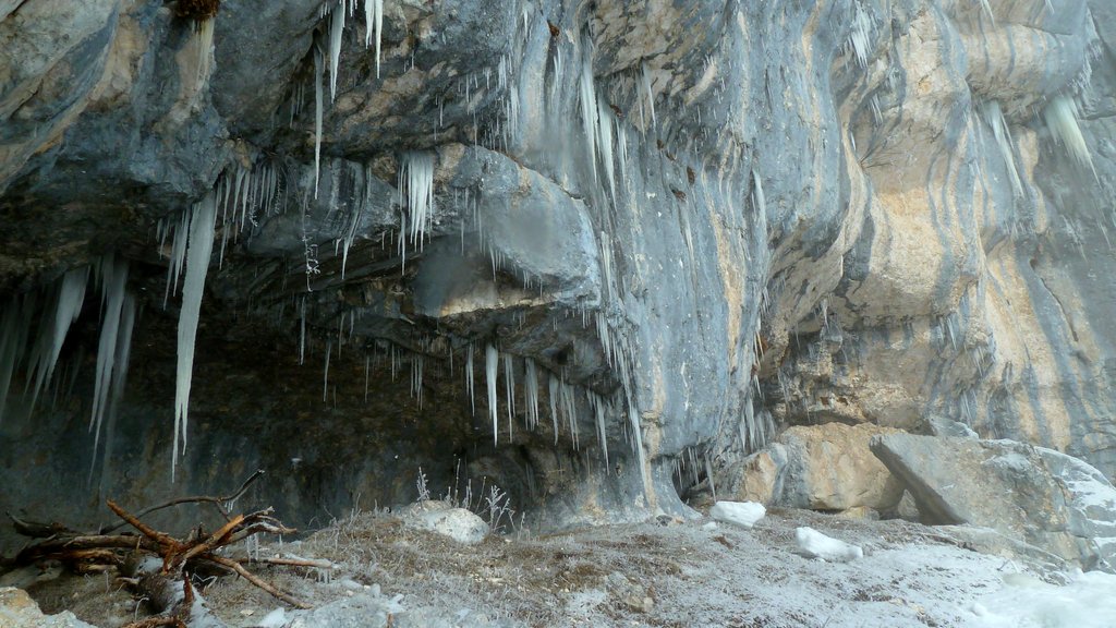 Spot à Chamois Chartroussins