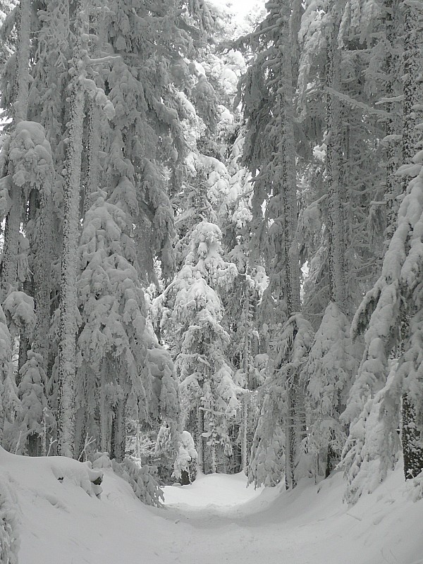 Géants glacés : Les arbres sont magnifiquement décorés
