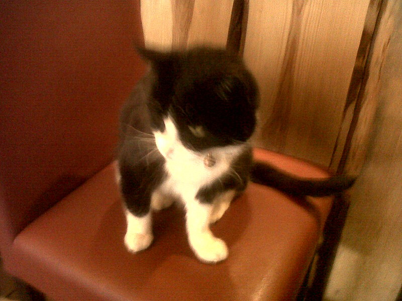 photo 4 : la mascotte du bar à aulon...