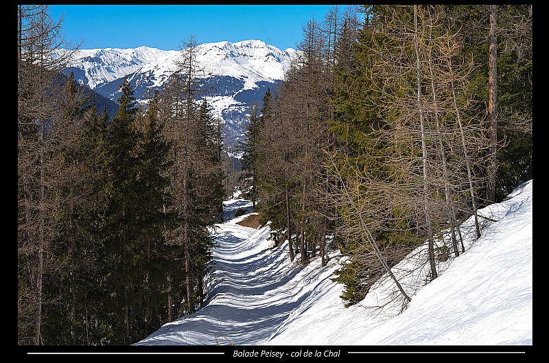 foret du carro blanc : chemin a travers la foret emmenant aux alpages