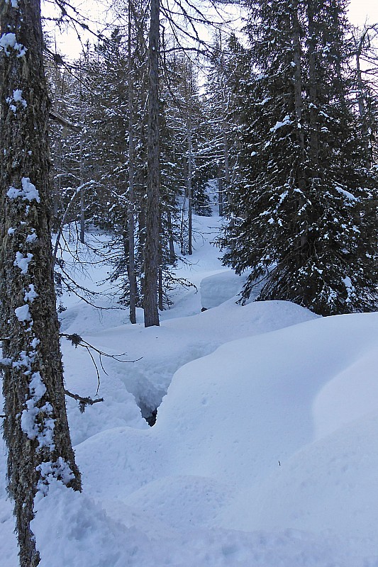 forêt : plein de piège!
